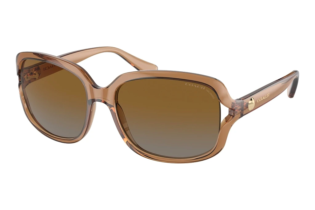 Coach HC8169 5561T5 Brown Grey Gradient PolarTransparent Brown Coach HC8169 5561T5 Brown Grey Gradient PolarTransparent Brown